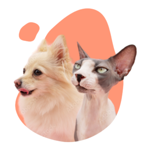 Unimo Cats & Dogs Breeders Ultimate Website Solution