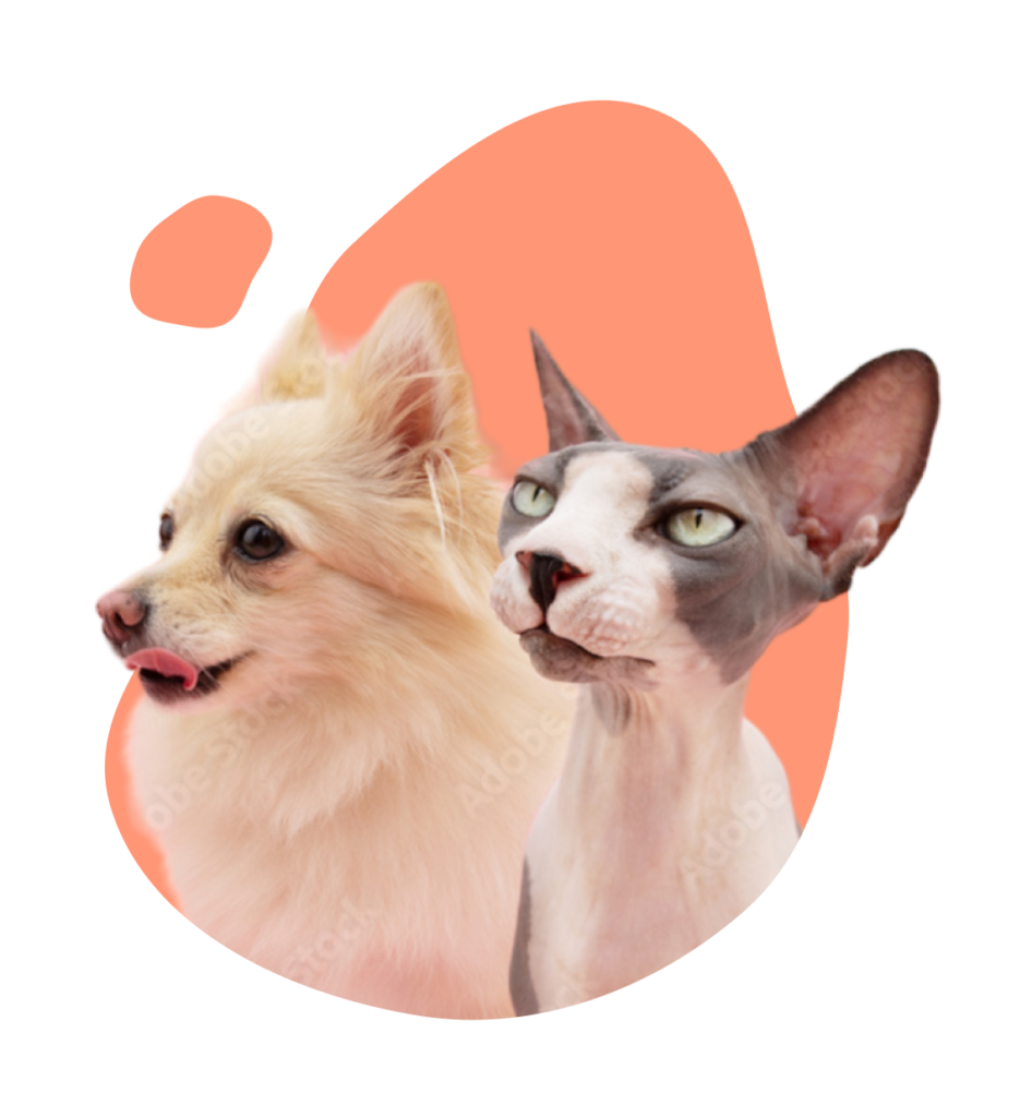 Unimo Cats & Dogs Breeders Ultimate Website Solution