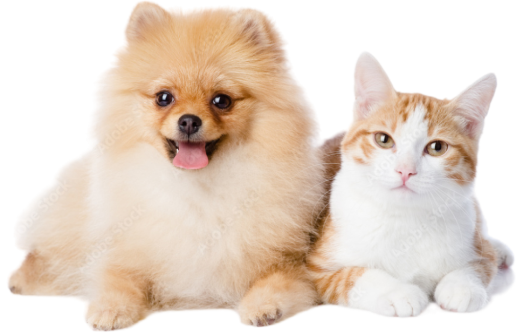 Unimo Cats & Dogs Breeders Ultimate Website Solution