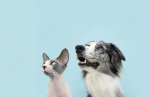 Unimo Cats & Dogs Living in Harmony